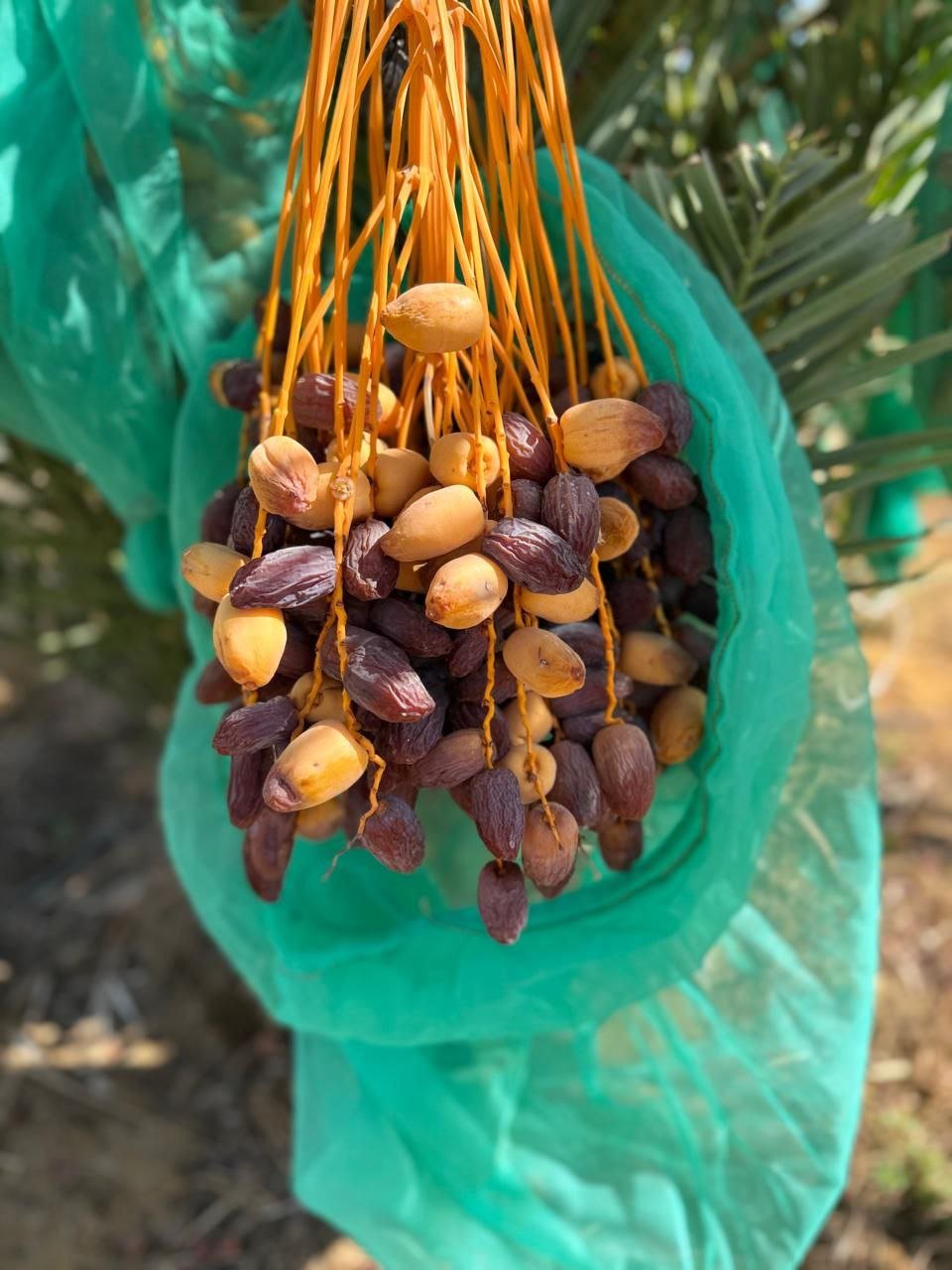 مزرعة الحاج عبدالعزيز الحنفي ضمن مزارع ريآن